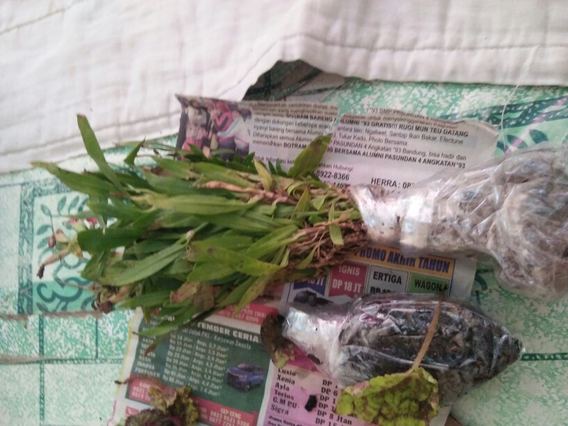 Garamalia Ataw Geranium