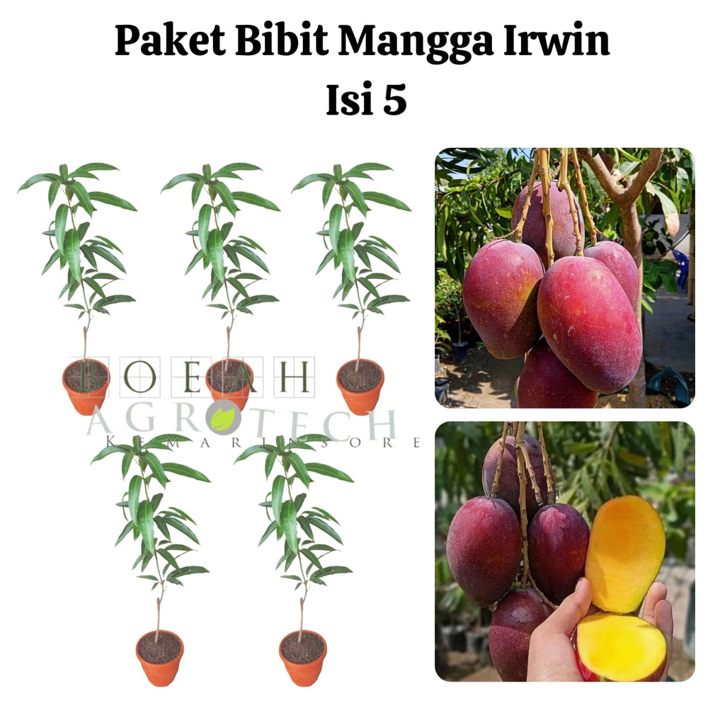 Paket Hemat Bibit Mangga Irwin Okulasi Isi 5 Bonus Bibit Strawberry+Polibag