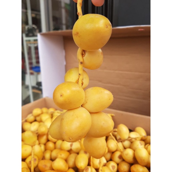 

Kurma Muda Kuning PROMIL