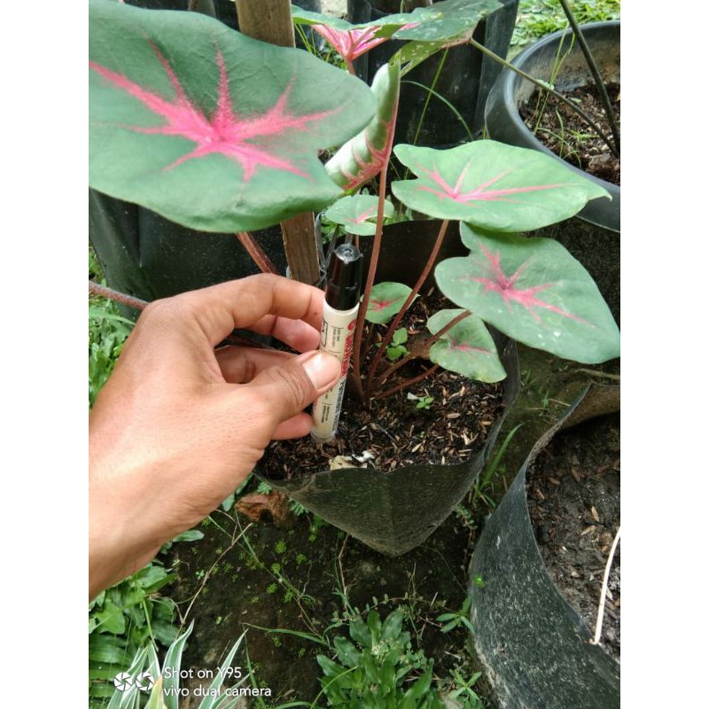 keladi joker anakan baby, keladi ace of heart anakan, keladi joker merah