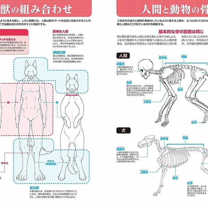 How To Draw Anthro / Furry / Animal / Beastmen Kemono