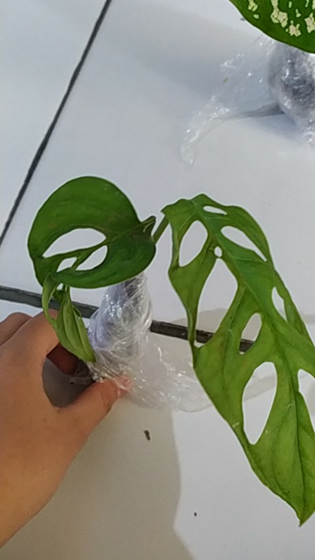 Tanaman Hias Monstera Obliqua//monster Janda Bolong // Janbol