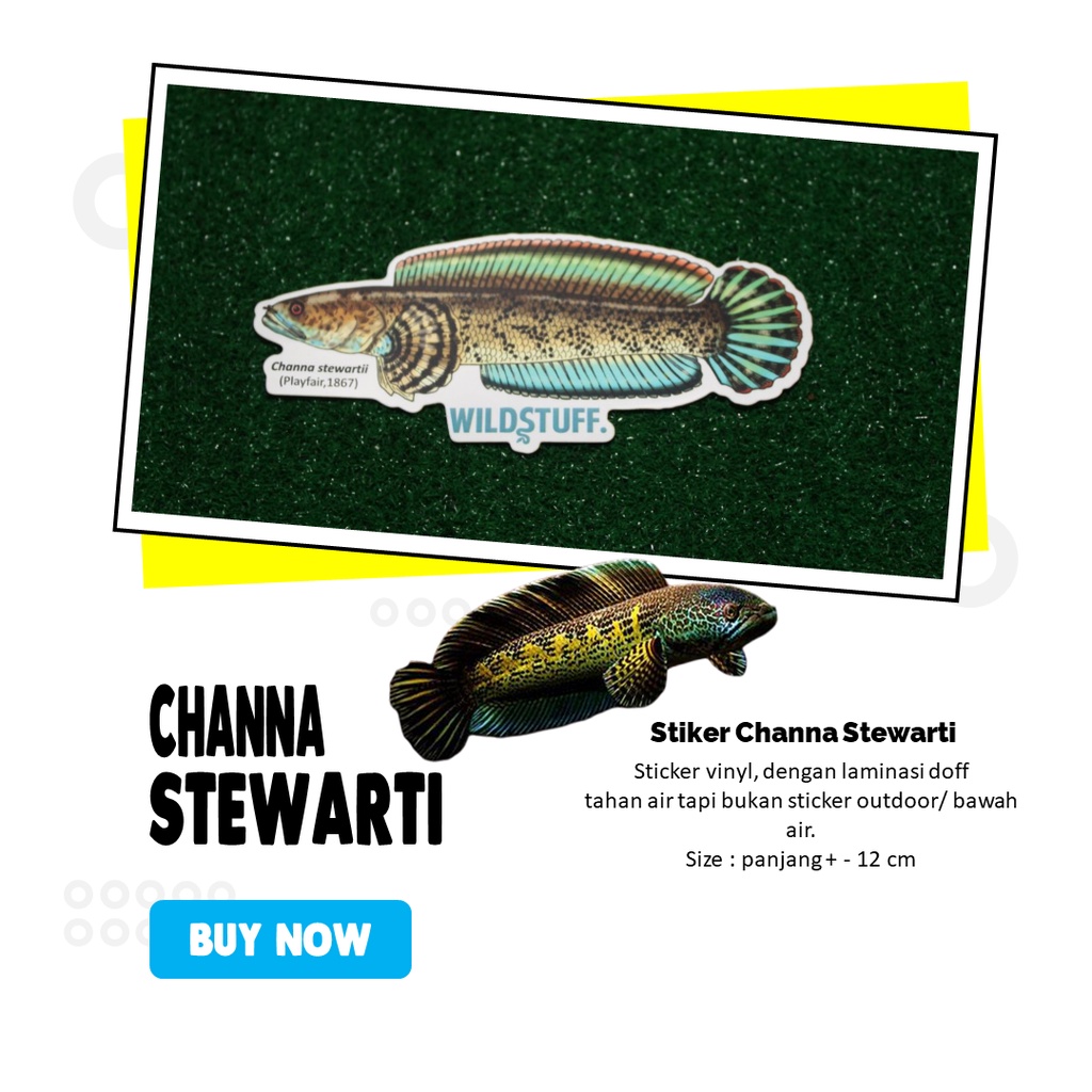 

Sticker Channa Stewarti