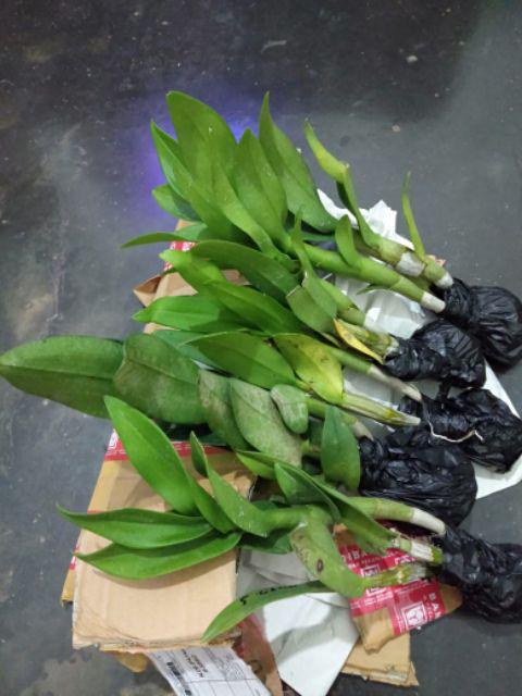 Anggrek Dendrobium Seddling Murah