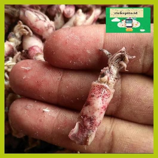 

5Yer67R- Cumi Baby 1/2 Kg T7Rty67-