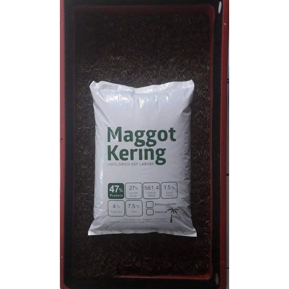 maggot kering curah 100% bsf berat 1 kg