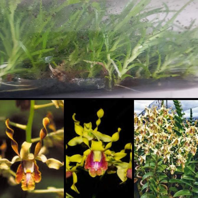 Yang Dicari] Bibit Anggrek Spesies Dalam Botol - Dendrobium Busuangense