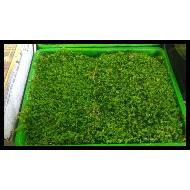 Boleh Dropship Tanaman Karpet Aquascape Monte Carlo Big Size Buat