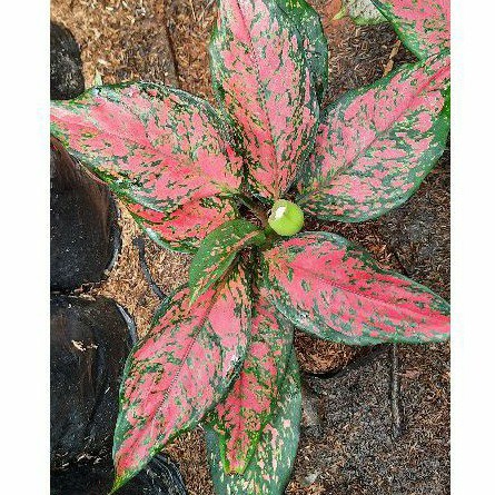 Aglonema Ruby Garuda batik