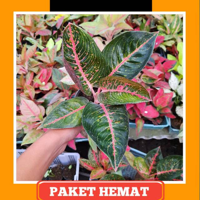 Aglonema / Aglaonema Adelia