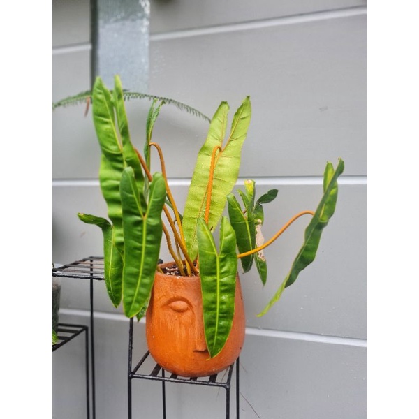 RAWATAN Philodendron Billietiae Kabel Busi Ori