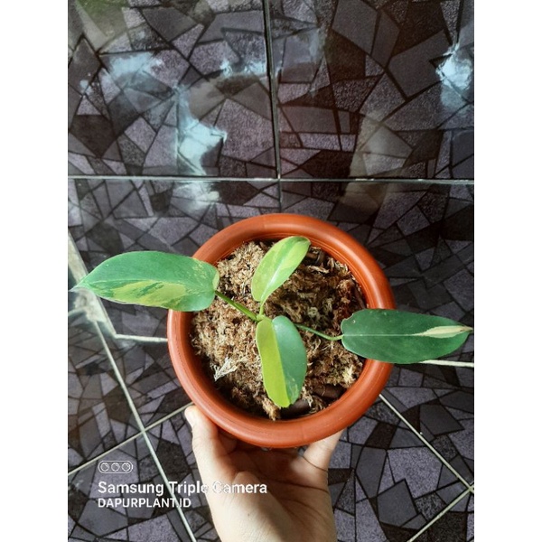 Philodendron Violin Variegata