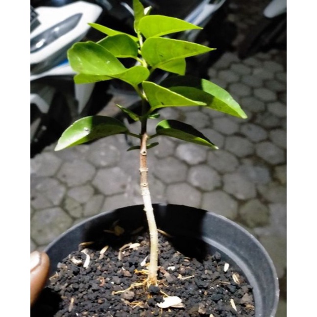 TANAMAN BONSAI SANCANG HIDUP ORIGINAL DARI BIJI 10k