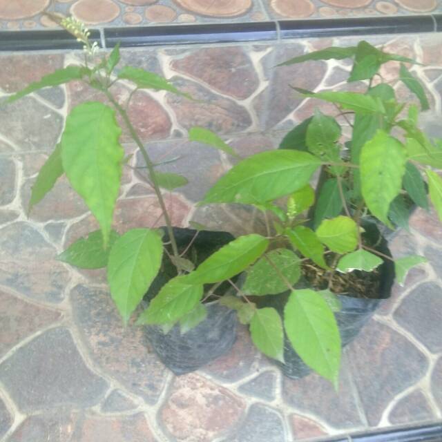Tanamam sembilan dewa
