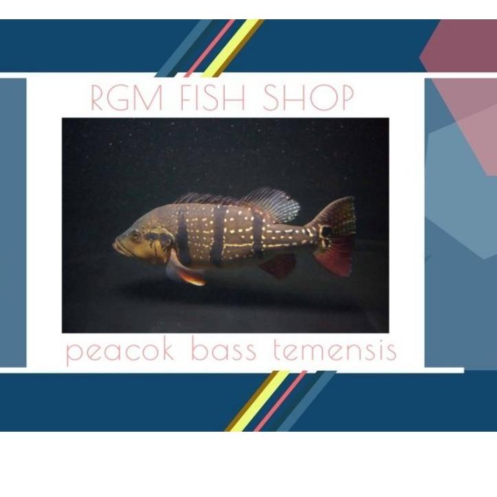 SAME PRICE ikan peacok bass Temensis