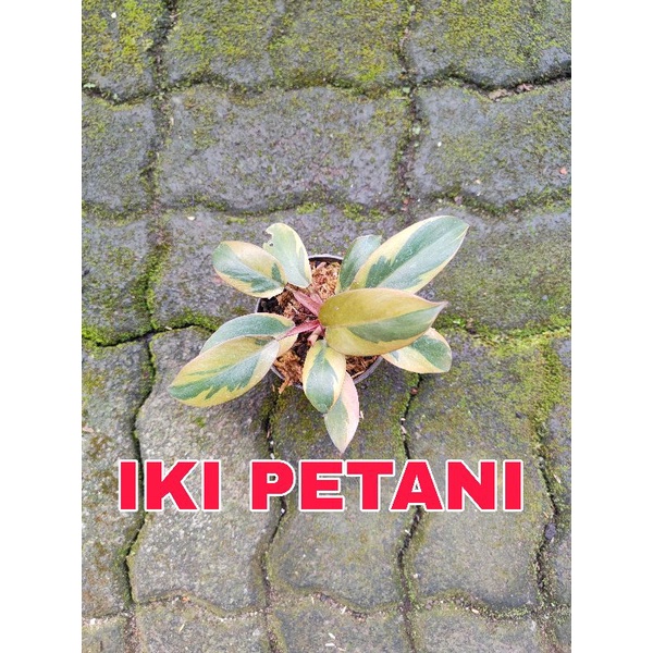 philodendron black cardinal variegata