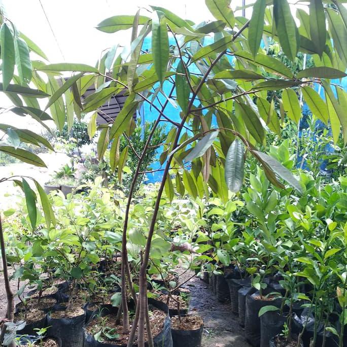 Bibit Tanaman Buah Durian Bawor Kaki 3 Tinggi 1 Meter $Baru#