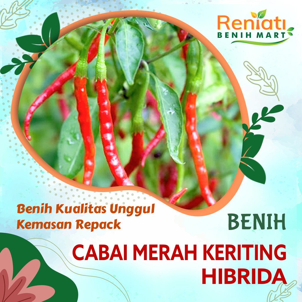 10 biji Benih cabai merah keriting hibrida / benih cabe merah keriting
