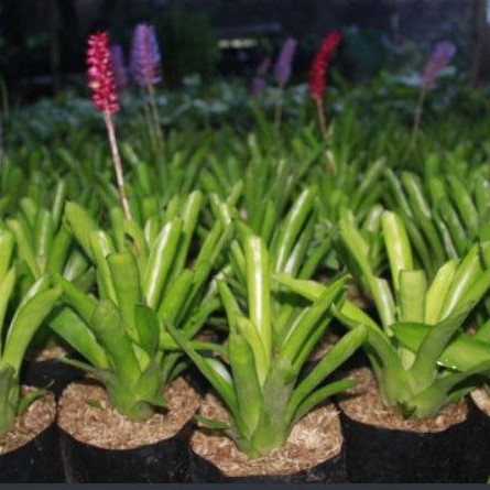 tanaman hias bromelia hijau - pohon bromelia hijau - bromelia bunga - tanaman hias taman
