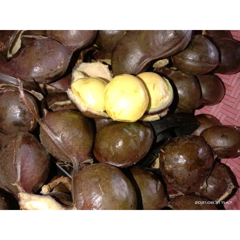 

jengkol/jering