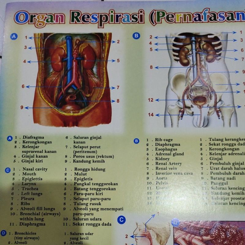

POSTER PELAJARAN IPA | POSTER BIOLOGI