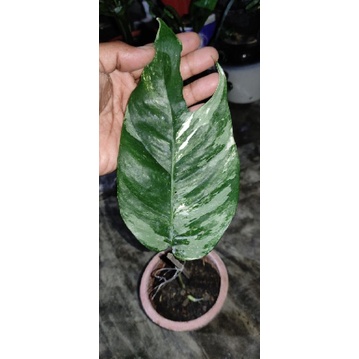 epipremnum