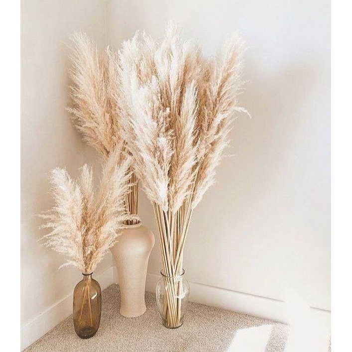 BUNGA KERING PAMPAS GRASS IMPOR (paket diskon)