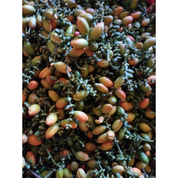 

PROMO 1 kg kulit melinjo mentah segar