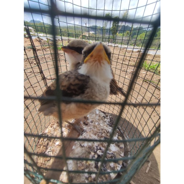 anakan burung pentet prospekan