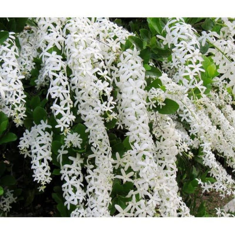 Bibit Petrea Putih ( Petrea volubilis syn) -  Bunga Patrea Putih/White Patrea Petrea Volubilis - tanaman bunga