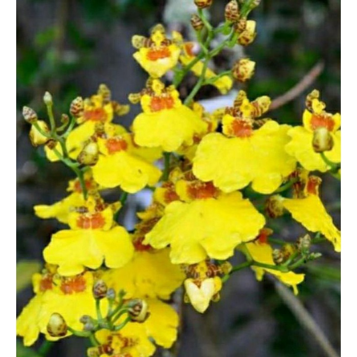 anggrek oncidium golden shower