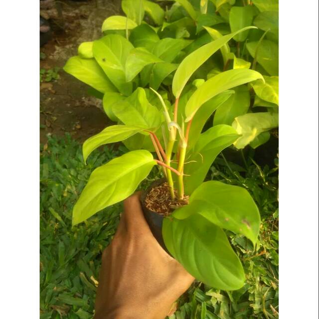 Tanaman hias sirih gading Pohon sri gading Centong Tanaman hias sirih gading Pohon sri gading Centong