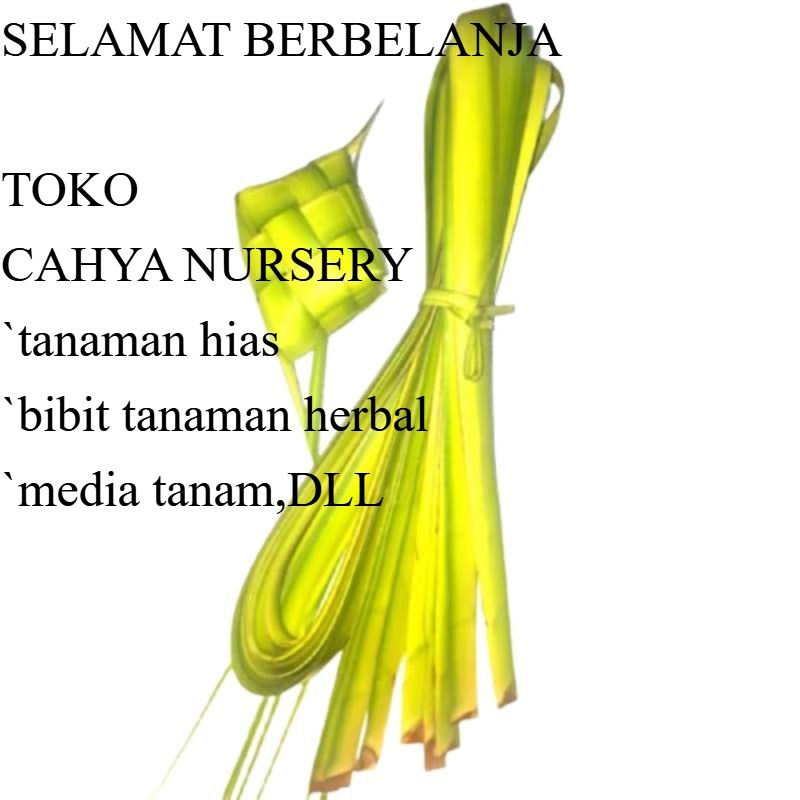 

Janur / Daun kelapa muda isi 20 batang