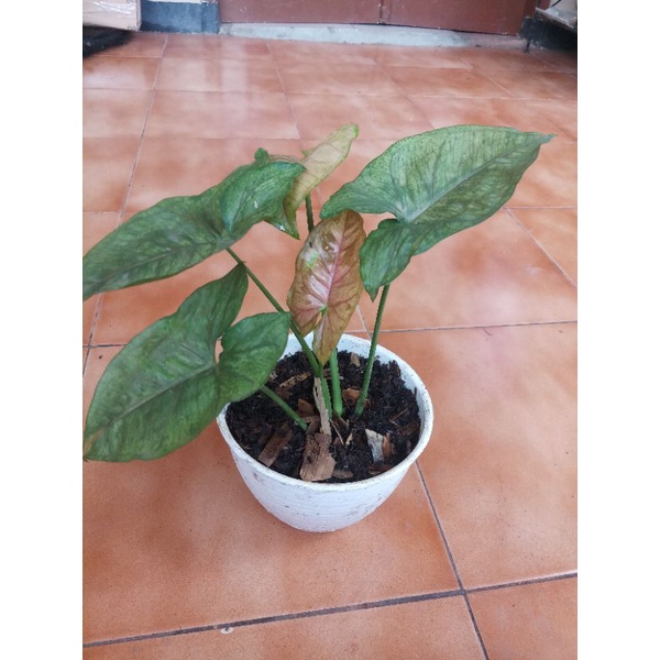 Syngonium Maria Allusion - Tanaman Hias - Tanaman Indoor