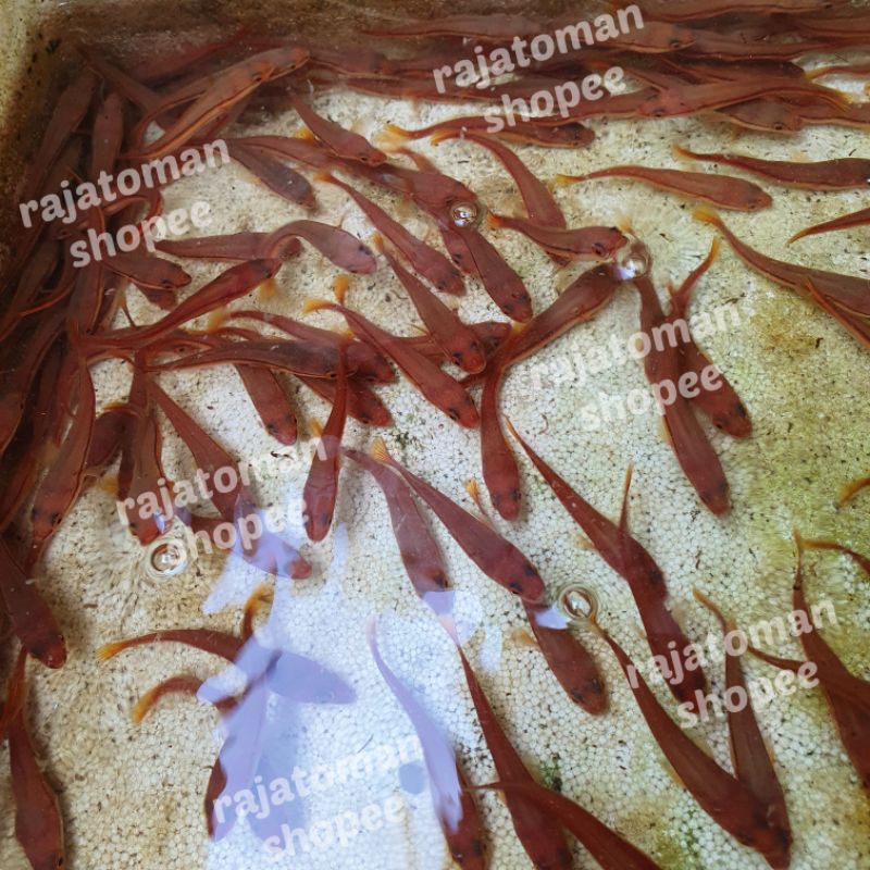 Ikan Toman Channa Chana Micropeltes baby 6-8 cm