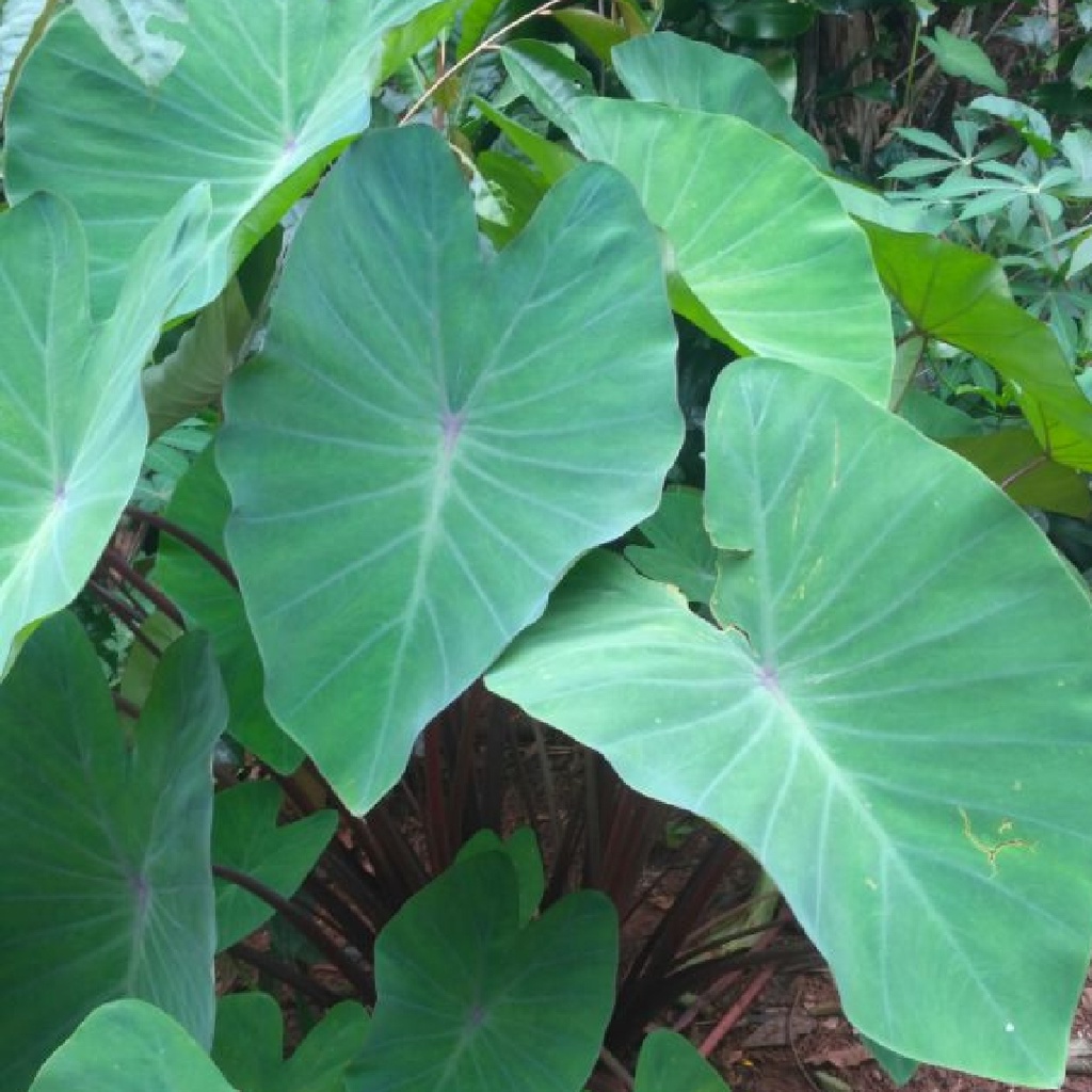 Bibit Tanaman Talas Ungu - Lompong Ungu Sayur