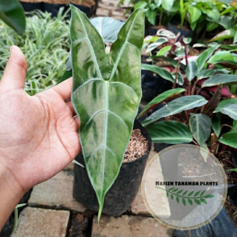 Tanaman Hias Caladium Kuping Kelinci - Keladi Kuping Kelinci Tanaman Hidup-,Bunga Hidup Murah Bunga 