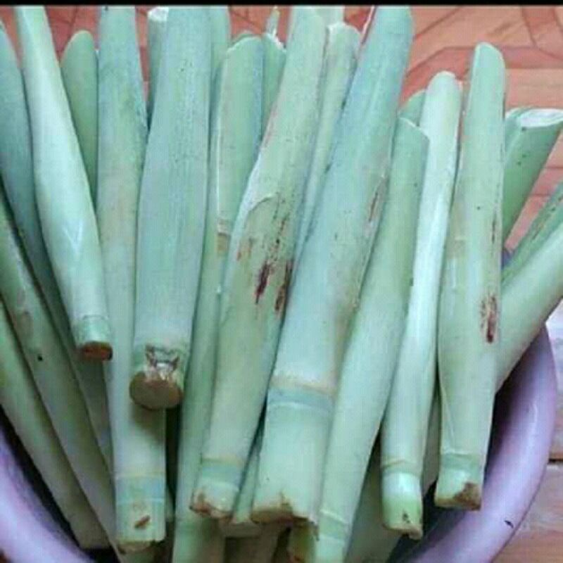 

Terubuk/TebuTelor/1Pcs