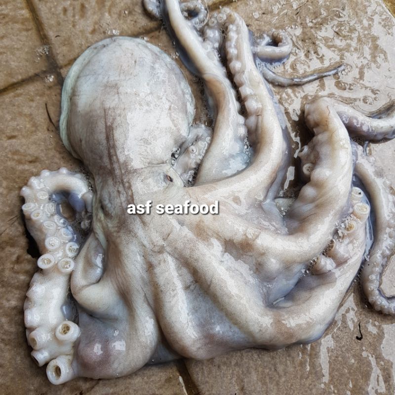 

Gurita Besar Octopus Tako