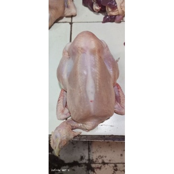 

ayam negeri (1,5 kg) & nikmatin discount di kios kami