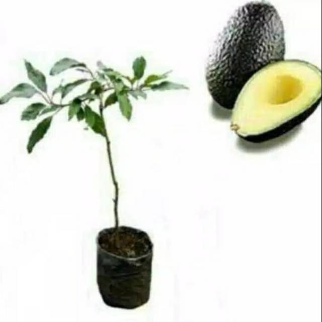 Bibit alpukat hass