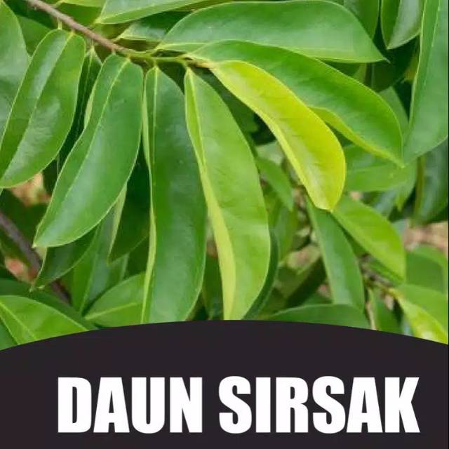

Daun Sirsak 1kg