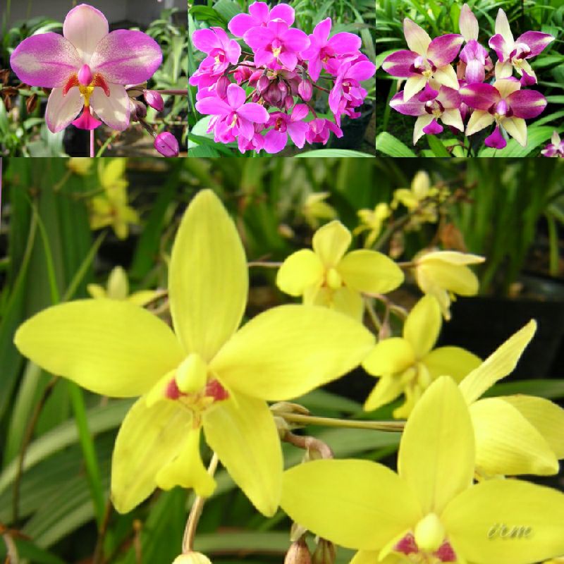 DISKON 50% PAKET 4 JENIS ANGGREK TANAH