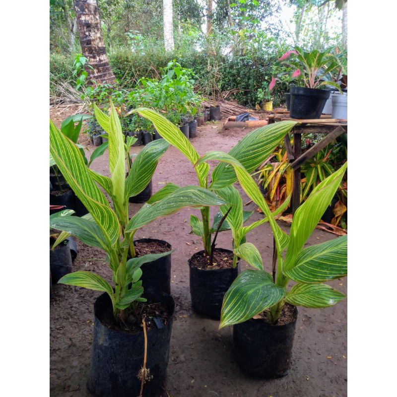 PISANG KANA/POHON PISANG-PISANGAN/TANAMAN HIAS PISANG