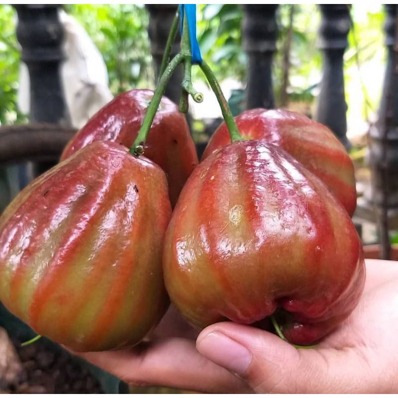 Bibit Jambu Air Black Diamond