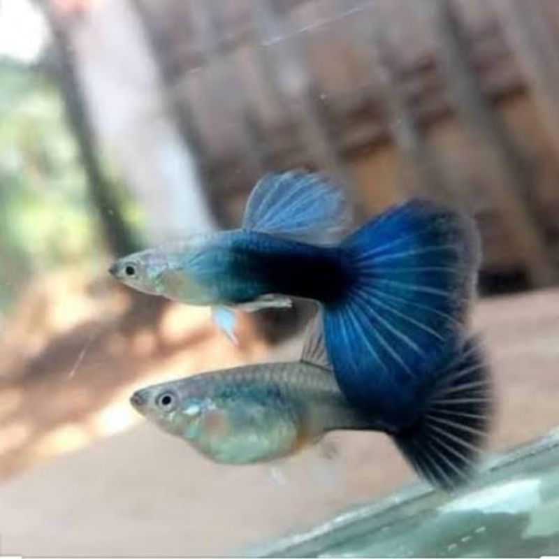 Ikan guppy hb blue (Sepasang)