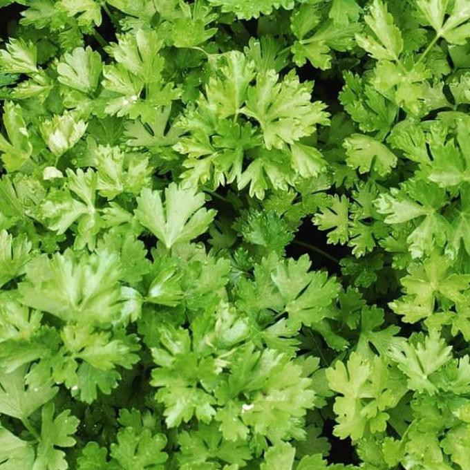 

Best Produk] Biji Sayur Herbs Petroselinum Crispum