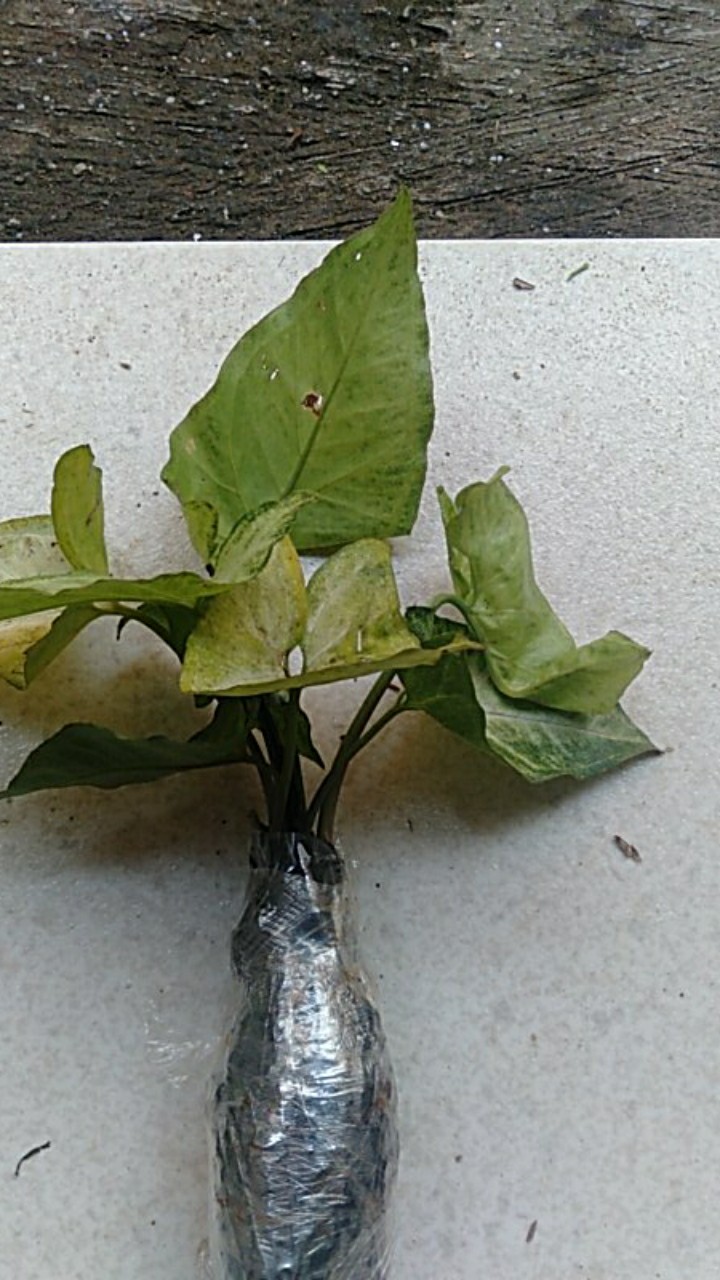 Tanaman Hias Bunga Asoka Jepang