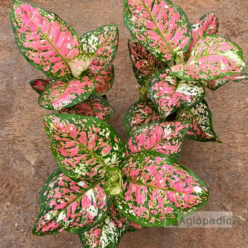 Aglonema Tricolour uk jumbo (Dut Tricolor)  - Aglopedia