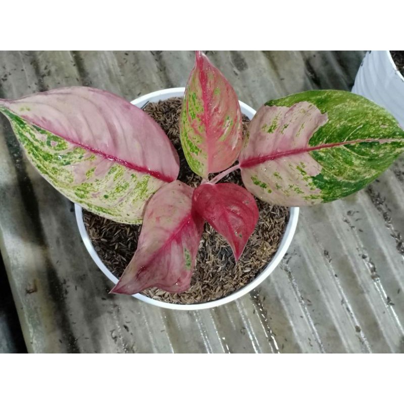 Aglonema Imelda Mutasi